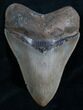 High Quality Megalodon Tooth #7940-1
